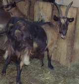 Gasthof Hochmuth: Landwirtschaft