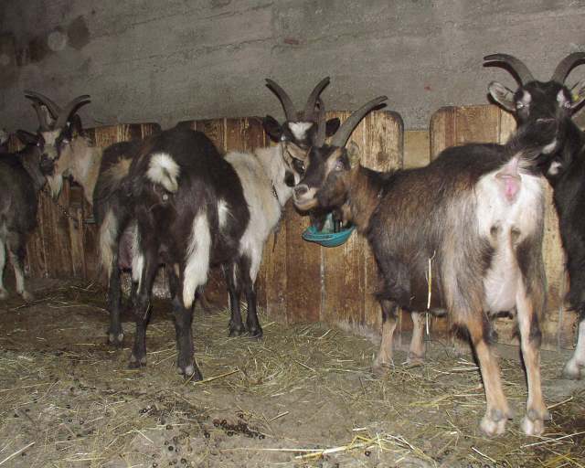 Gasthof Hochmuth: Ziegen