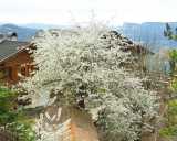 Kirschbaum